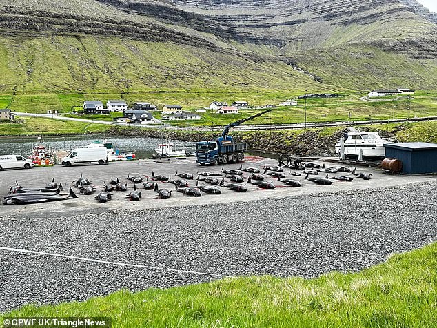 Pilot whales are lying on the ground after being slaughtered during the Grindadrap.