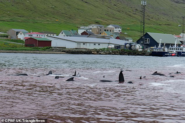 Disturbing video shows the animals moving their heads over the red water to see what was happening.