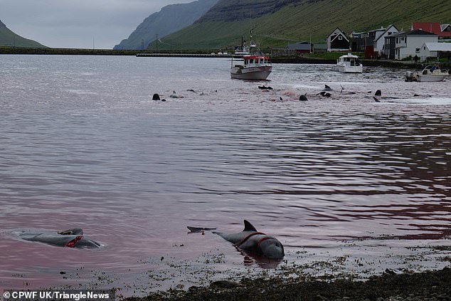 Pilot whales with visible cuts are seen on the coast while members of their pod continue to be mocked in the background.