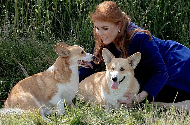 After the death of Queen Elizabeth II in 2022, her two corgis Sandy and Muick (pictured) moved to the Royal Lodge, where Sarah (pictured) lives with her ex-husband Prince Andrew.