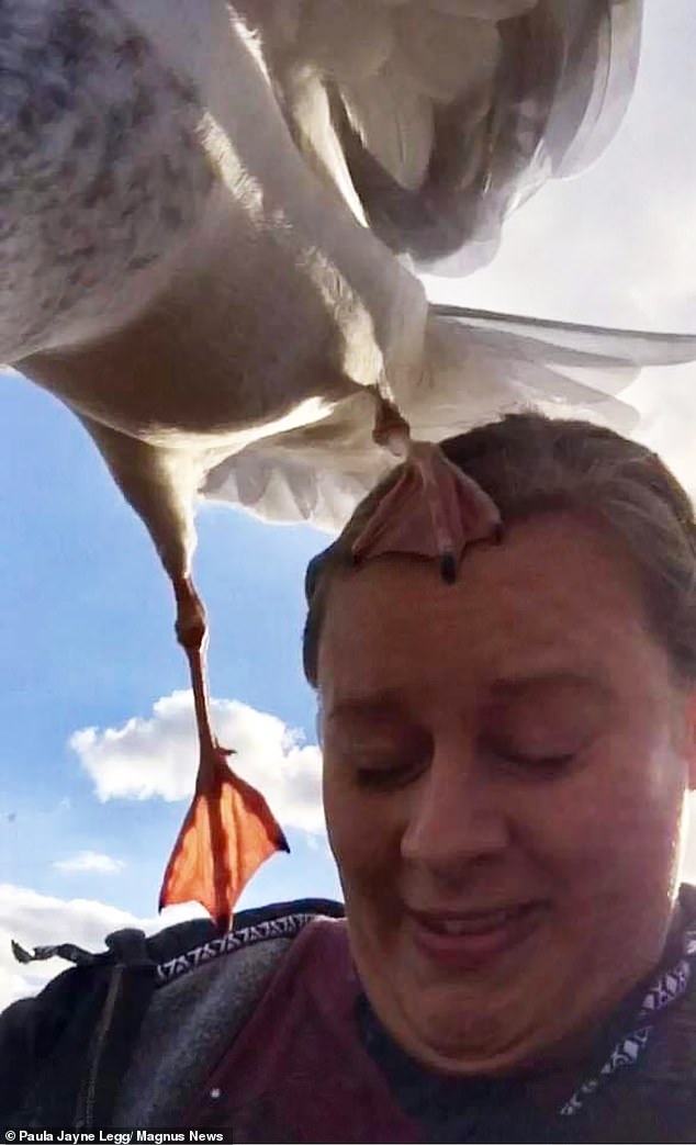 The seagull then added insult to injury by using its head to launch itself with one foot.