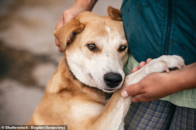 The researchers suggest that different facial structures resulting from selective breeding, such as shorter snouts, drooping ears, pendulous lips and excessive wrinkles, have limited the ability of dogs to produce the same range of facial expressions as their wolf ancestors.