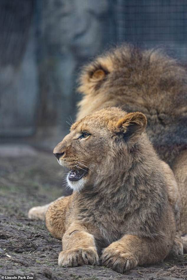 Lomelok had developed a following among visitors to the Chicago-based zoo.