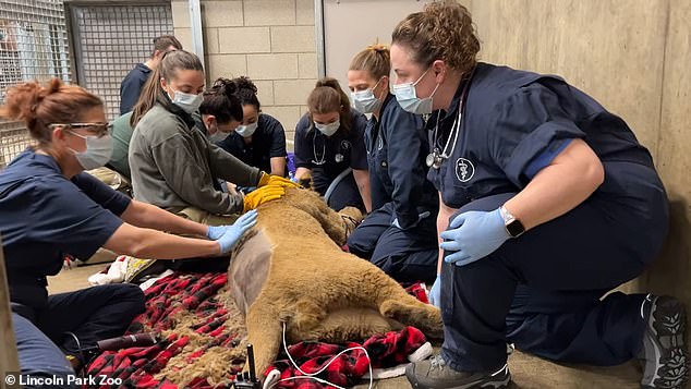 Lomelok showed concern for his hind limbs.