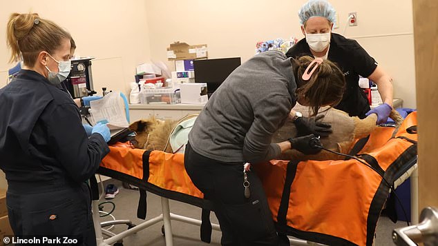 The lion cub is seen recovering from an operation to help him walk better earlier this year.