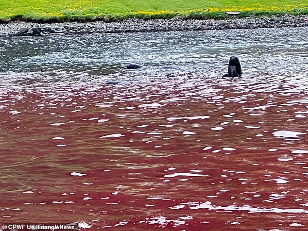 A pilot whale can be seen sticking its head out of the water as members of its pod die around it.