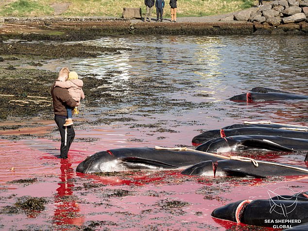 A man and his young son are seen looking at the slaughtered whales on the coast after last month's hunt.