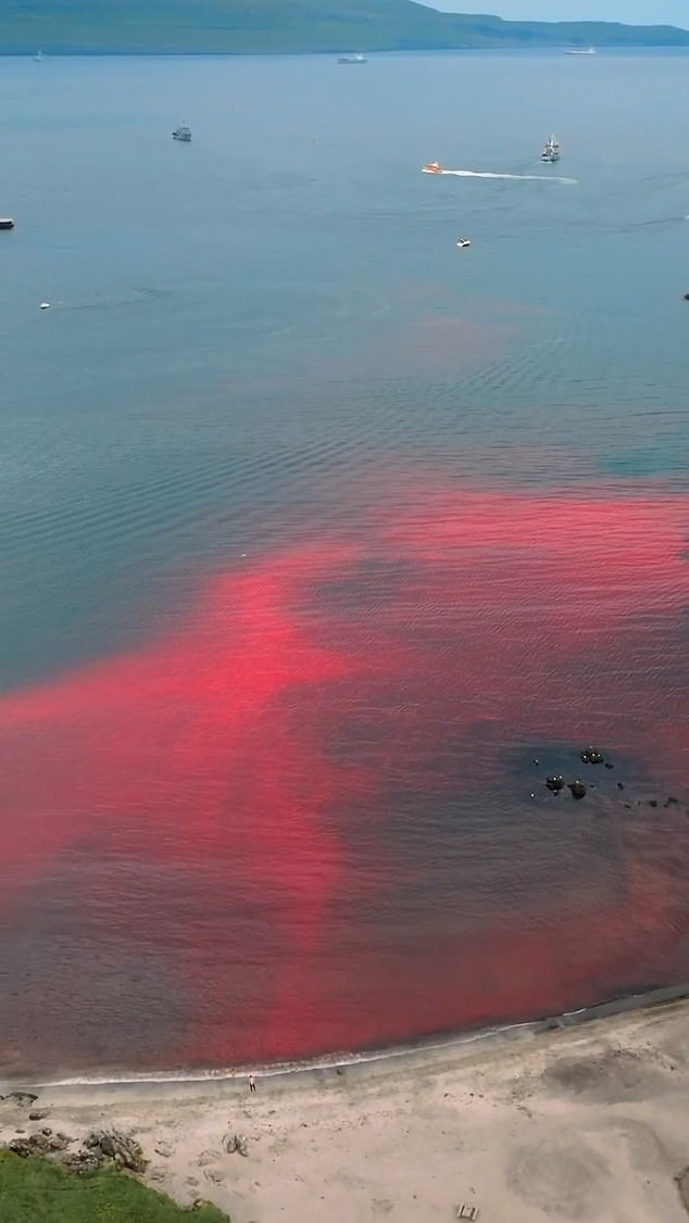 Aerial footage shows blood-stained waters off the Faroe Islands after fighting last month