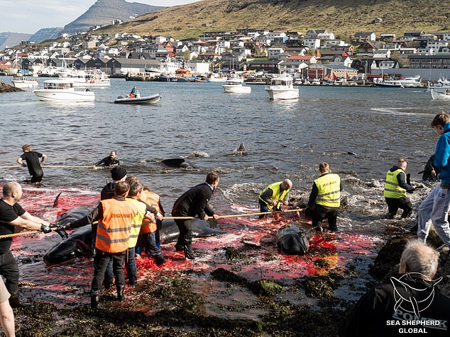 The islanders participate in an ancient tradition that they defend as part of their culture