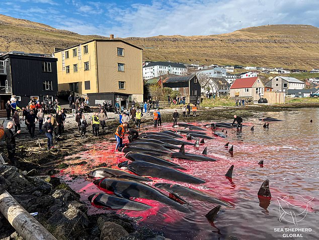 Dozens of whales died in the first hunt of the year (pictured), while more than 130 were killed this week.