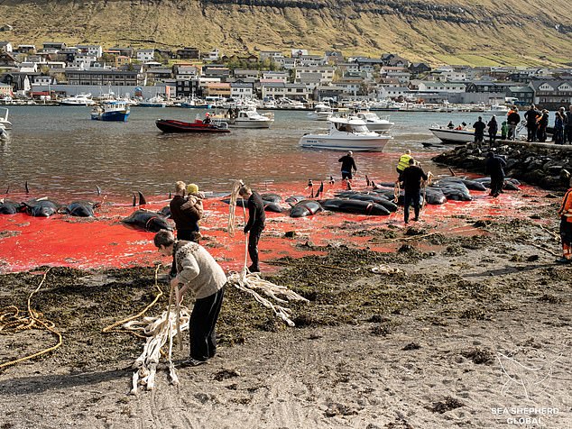 The islanders drag the pilot whales to shore after stranding them and hacking them to death. Photo taken last month.