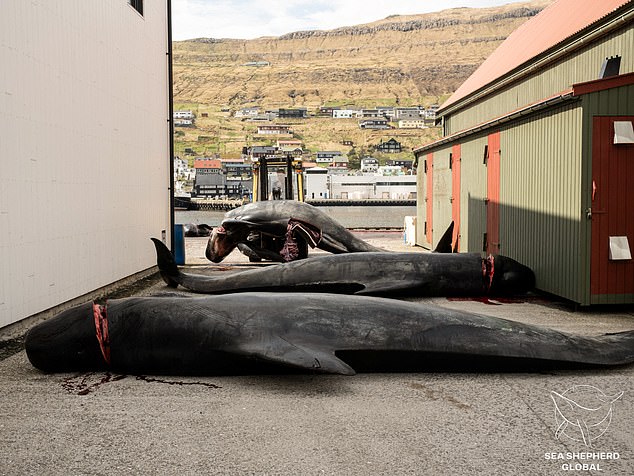 The animals are seen being moved by a forklift and placed before their carcasses are prepared for their meat and fat. Photo taken last month.