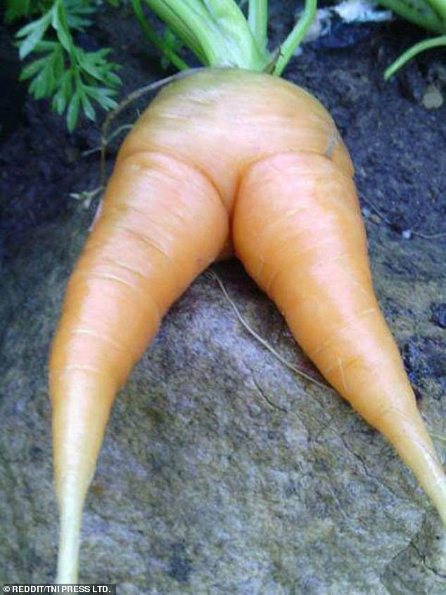 This curvy carrot looked very relaxed in this fun photo shared online.