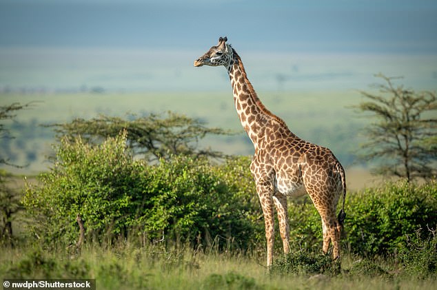 For the study, researchers gathered thousands of photographs of captive and wild Masai giraffes (Giraffa tippelskirchi, pictured), a species native to East Africa.