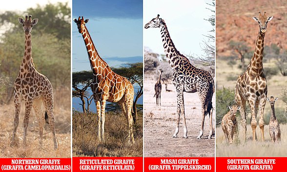 Efforts to map the giraffe genome have confirmed that there are four distinct species, and that they are as different from each other as brown bears are from polar bears.