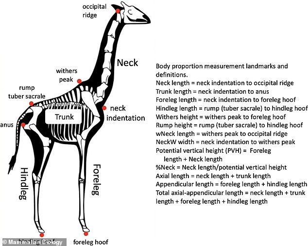 The team says that females have proportionally longer necks than males (relative to the overall height of the animal).