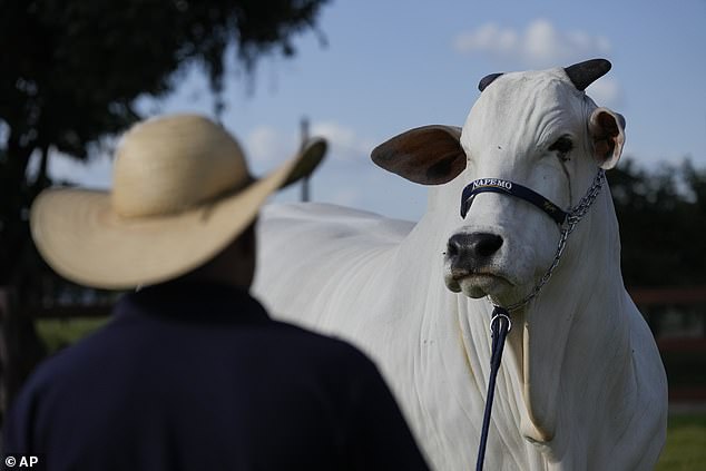 Lorrany Martins, a veterinarian and Pereira's daughter, said the cow's price is based on a trifecta of three desirable traits: rapid muscle growth, exceptional fertility and, most importantly, the consistent ability to pass these qualities on to its calves.