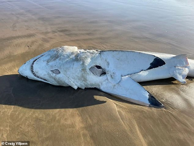 The discovery marked the 14th confirmed case of white shark predation by killer whales in South Africa since 2015 (pictured: a carcass washes up in Mossel Bay, South Africa in 2022).