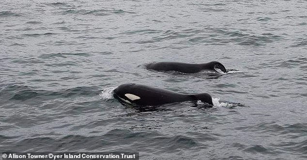 A pair of male killer whales, named Port and Starboard because of their left- and right-tilted dorsal fins, have been documented engaging in this strange hunting behavior.