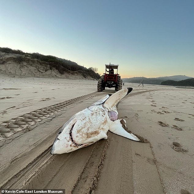 The 15-foot-long carcass turned up at the mouth of the Nyara River, revealing that the animal had eaten a dolphin shortly before its disappearance.