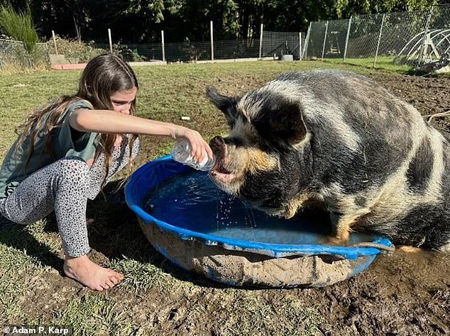 Beloved pigs Betty and Patty were shot and nearly turned into meat after a butcher took a wrong turn and arrived at a family's hobby farm.