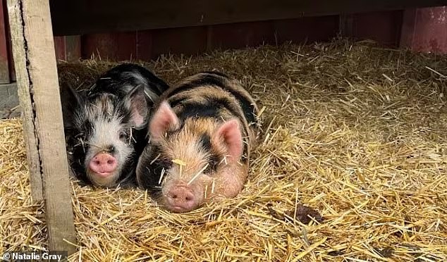 Natalie Gray said she saw them in an ad for a local breeder and thought they would be perfect for her family's pet-only Gray Acres farm.