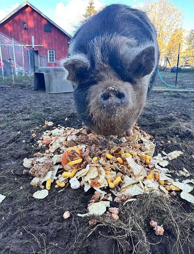 Patty and Betty are buried on the property along with the family's other deceased pet livestock, with small headstones.