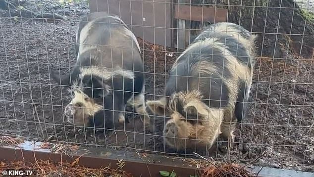 The butcher realized he had made a terrible mistake, but the pigs were dead and he offered to give them the meat for free as compensation.