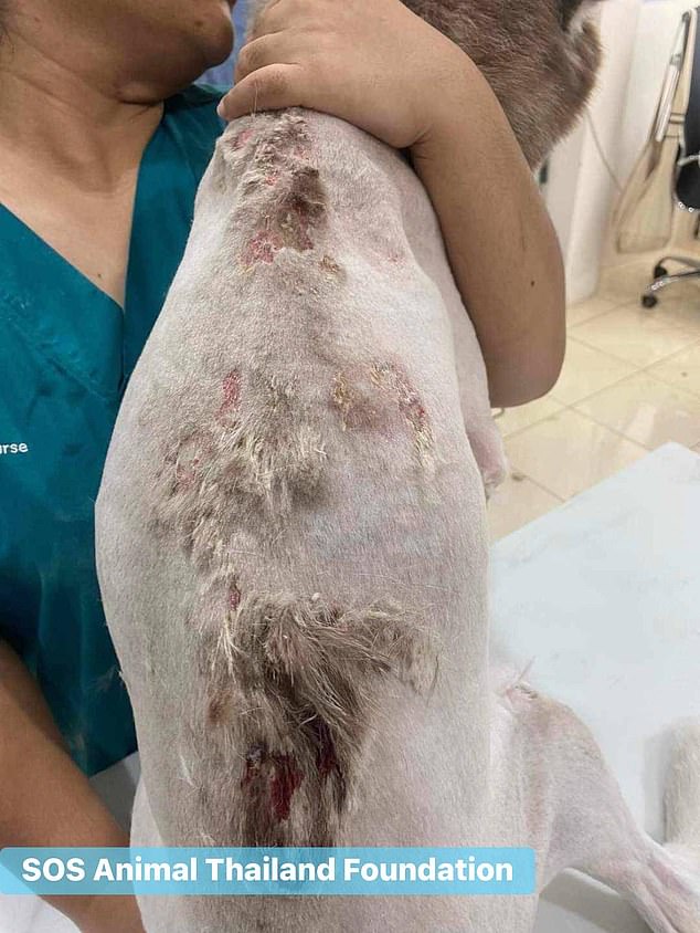 The vet was so horrified by the poor pup's burn marks that he contacted the SOS Animal Thailand Foundation, which consequently filed a police report. Onlookers helped identify the man, who is now trying to clear his name.