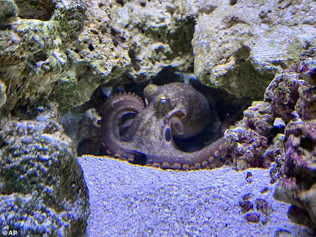 This undated photo taken by Cameron Clifford shows Terrance, the pet octopus his son Cal adopted into his home in Edmond, Oklahoma.