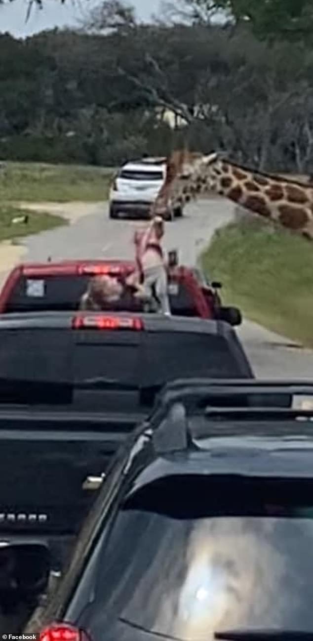 A Texas family got more than they bargained for when their driving safari experience took a turn