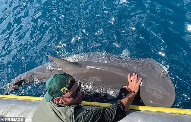 Marine biologist Dr Nicholas Lubitz (pictured) and his team at James Cook University were stunned by what the shark had regurgitated.