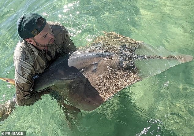 Dr. Lubitz and his team fitted the shark with an acoustic tracker before the creature was released unharmed into the water.