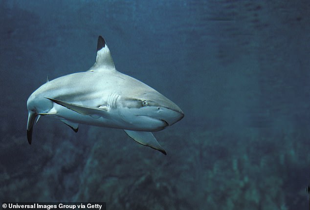 Blacktip sharks and spinner sharks sometimes turn a tan color, so it's likely that it was one of those two types that bit Damiana. In the photo: a blacktip shark