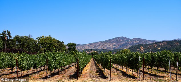 In good taste: the endless vineyards of Napa Valley: a great lady according to Oliver