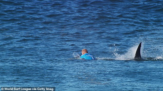 Mick had a brush with death in July 2015, when he battled a great white shark (pictured) during the final round of the J-Bay Open in Jeffreys Bay, South Africa.