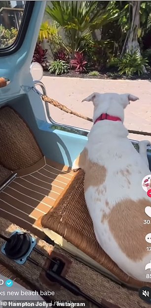 Sweeney's dog, Tank, appeared to be enjoying a ride in the passenger seat.