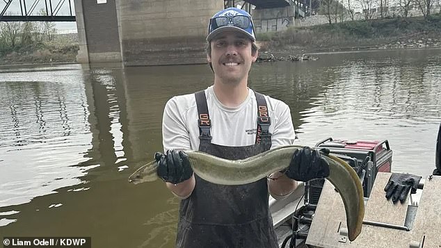 KDWP's aquatic invasive species team found the American eel (pictured) while conducting sampling operations near Kaw Point, a bend in the river where the Kansas and Missouri rivers meet.