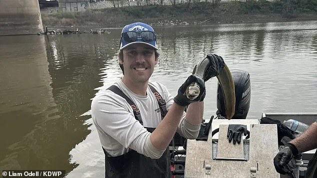 While the American eel (above) was once a more common sight in coastal rivers throughout the Western Hemisphere, from Greenland to Brazil, and into inland Minnesota and central New Mexico, dam projects have stopped their migratory patterns.