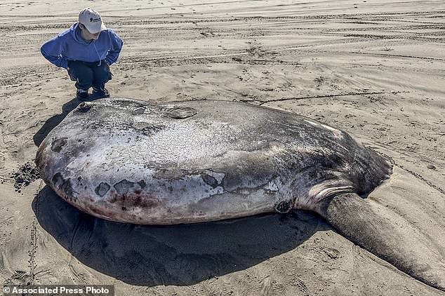 Photos taken by aquarium staff documented the flat, round, mottled gray appearance of the trickster as the stranded fish rested on its side in the sand.