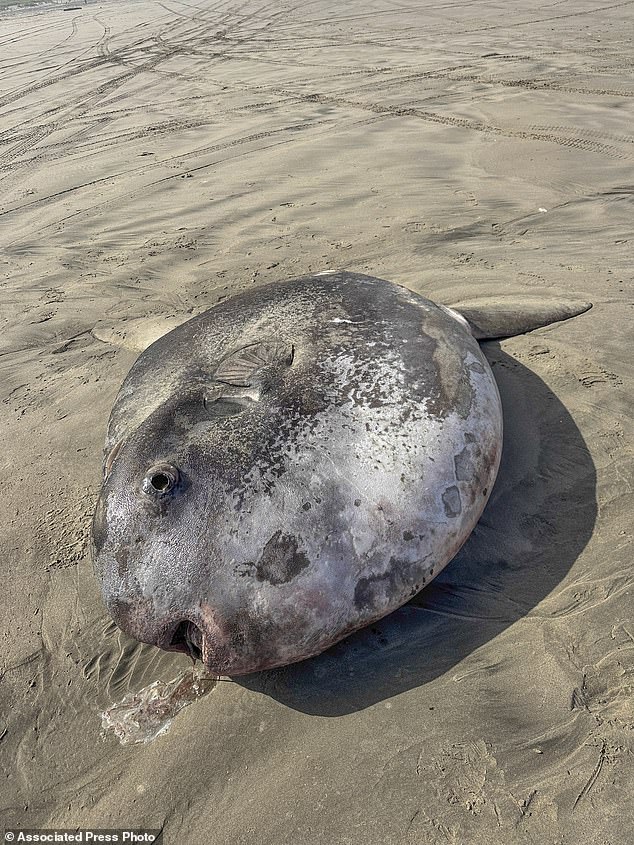 1717801452 406 Giant fish the size of a golf cart appears on