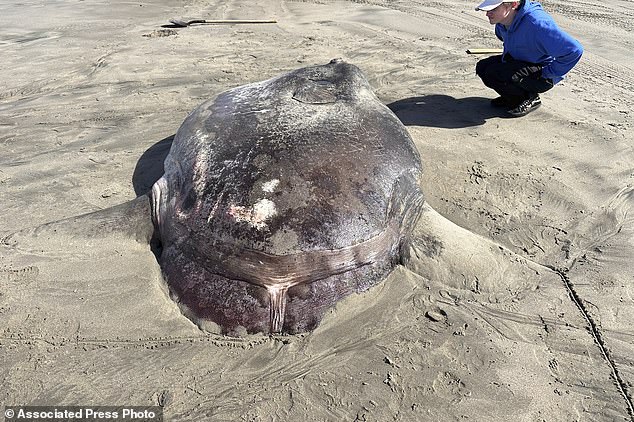 Photographs of the large dead fish were also taken next to a person and a van, giving a better idea of ​​the scale of this trickster sunfish's incredible size.