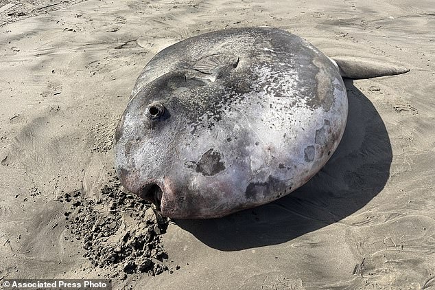 These images, provided by Seaside Aquarium, show the trickster sunfish that washed ashore on June 3, 2024, along Gearhart Beach, Oregon.