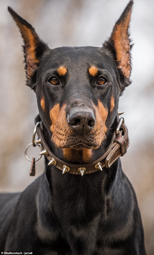 Among the breeds listed were Dobermanns (pictured). According to Ben, more than 58 percent of Dobermanns over the age of seven suffer from a condition called dilated cardiomyopathy.