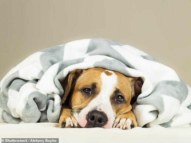 There are several symptoms of lungworms in dogs, including depression, weight loss and cough (stock image used).