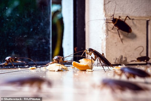 However, he recovered quickly after a short spell as a lorry driver in London and his team grew rapidly (stock image of cockroaches).