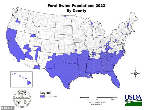 But by 2023, feral pigs will have completely colonized the southern United States, along with California.