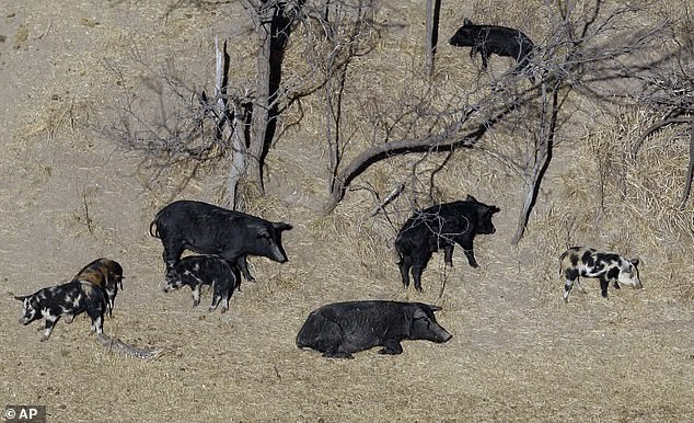 Feral hogs roam near a ranch in Mertzon, Texas, on February 18, 2009.