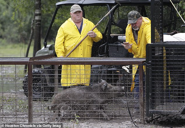 David Schmidt and Junior Coursey load a pig onto the transport trailer as part of the Harris County feral hog trapping program at the Barker-Addicks Reservoir on September 18, 2014, in Houston.