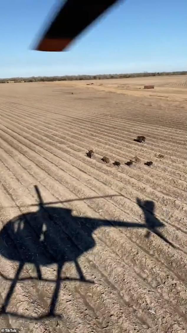 In the video posted by Aaron Hoot, the silhouette of the helicopter is seen as it flies over more than a dozen wild pigs running across a dirt field.